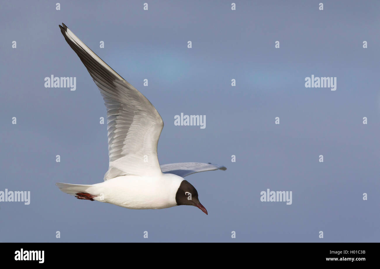 Mouette rieuse (Larus ridibundus, Chroicocephalus ridibundus), mouette en vol, l'Allemagne, Schleswig-Holstein Banque D'Images