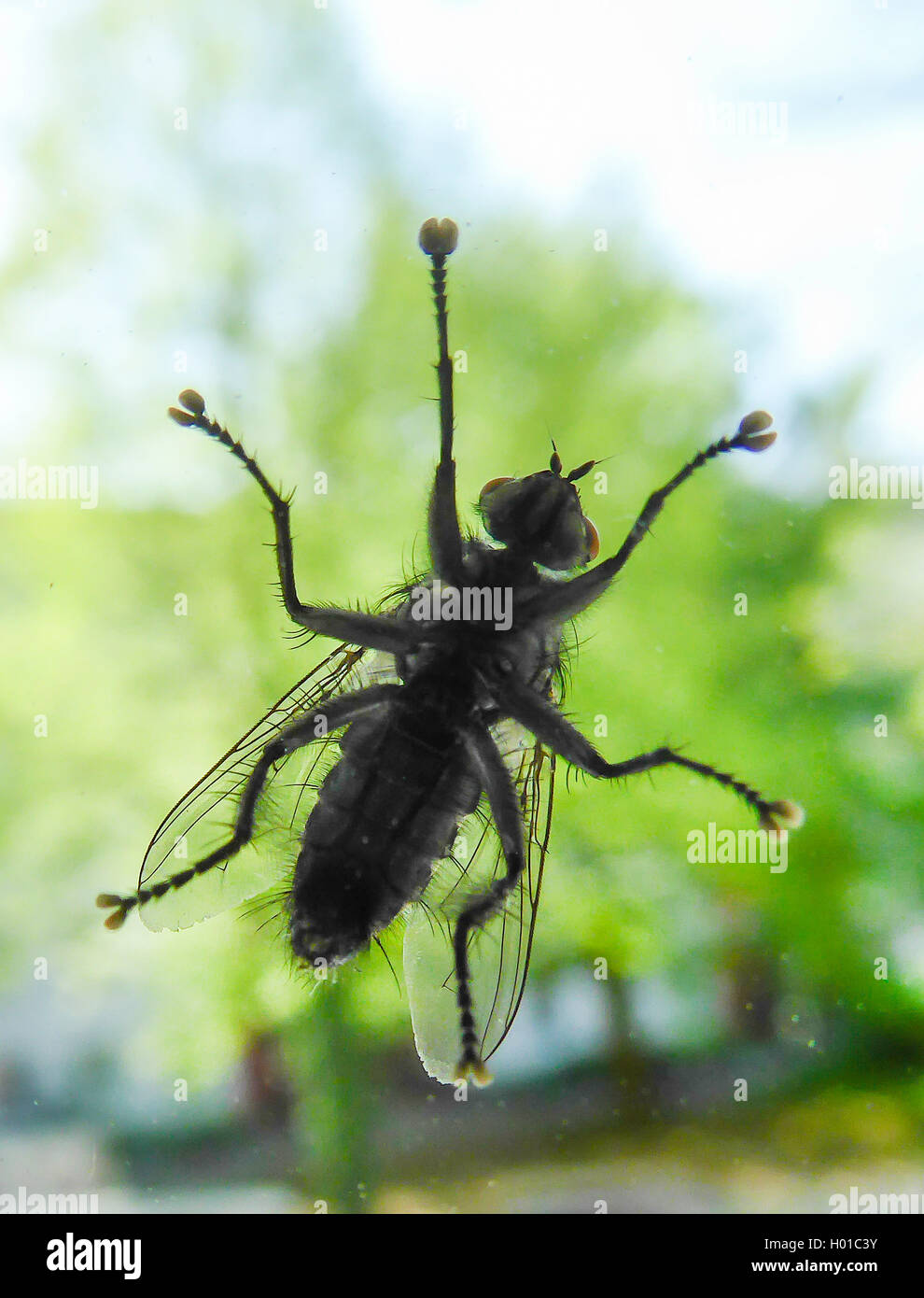 (Brachycères mouches (Diptères)), voler sur fenêtre, Allemagne Banque D'Images