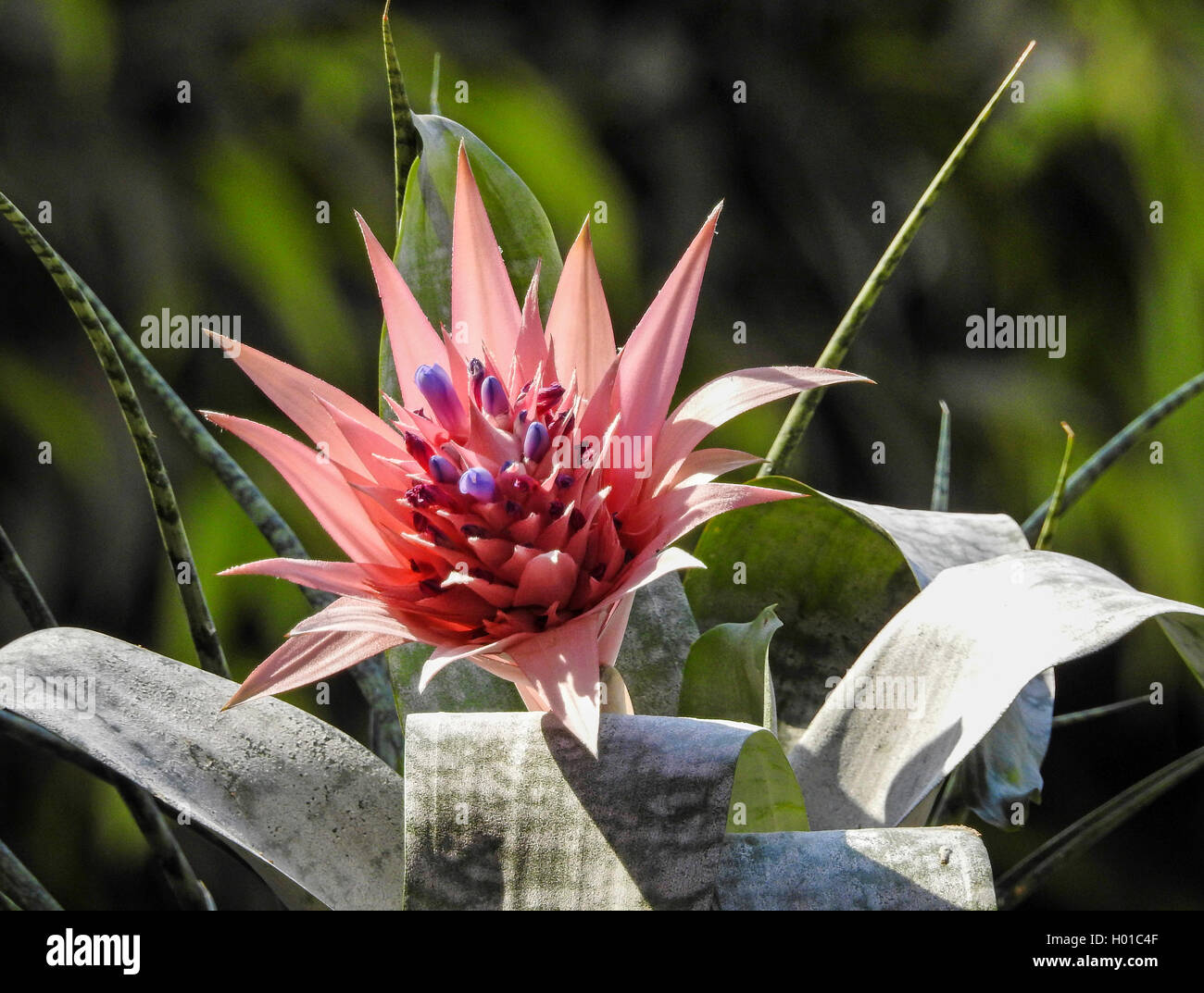 L'usine de l'urne d'argent (Aechmea fasciata), inflorescence, Deutenhausen Banque D'Images