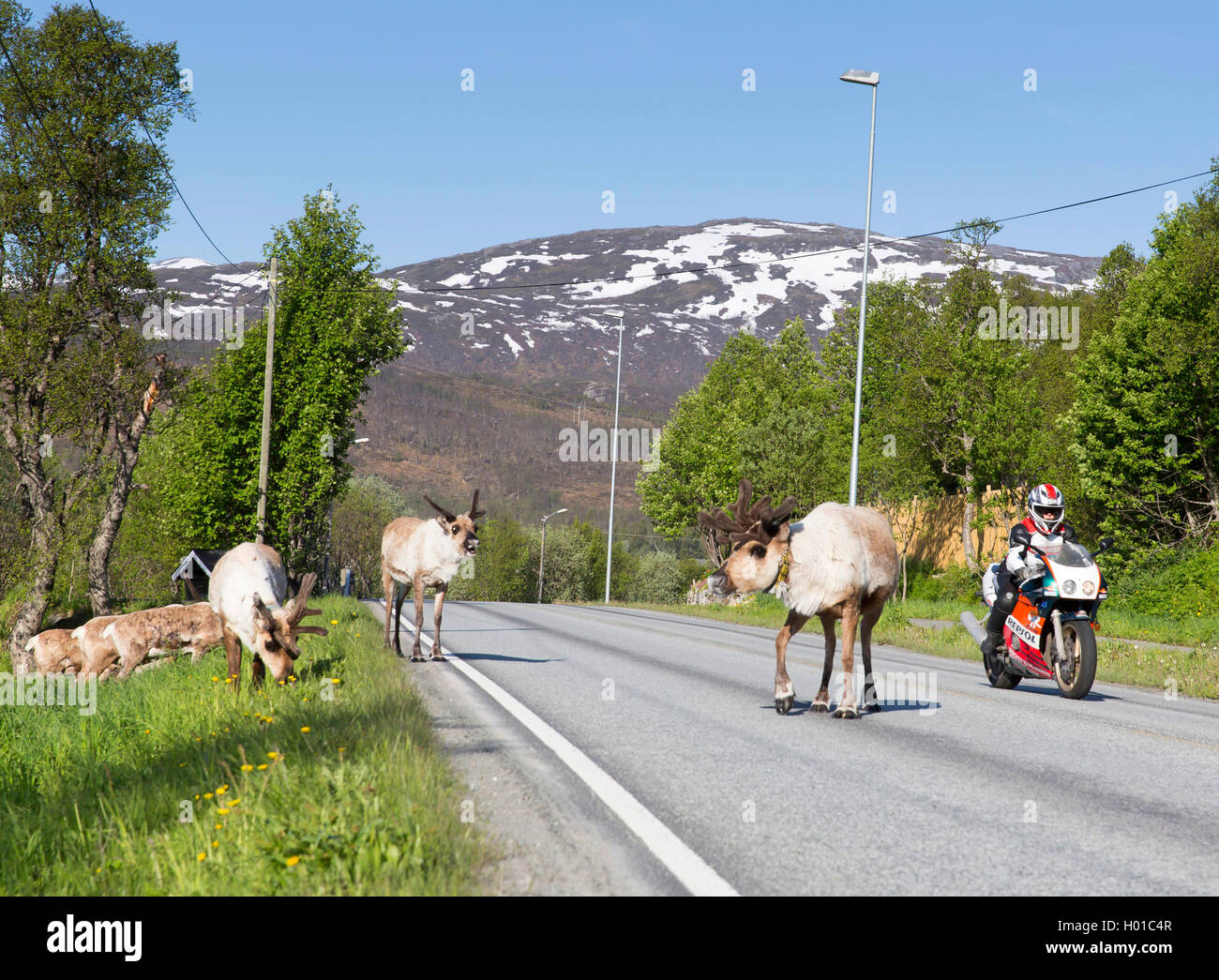 Renne européen, le caribou (Rangifer tarandus tarandus), rencontre dangereuse, la Norvège, Troms, Kvaloeya Banque D'Images