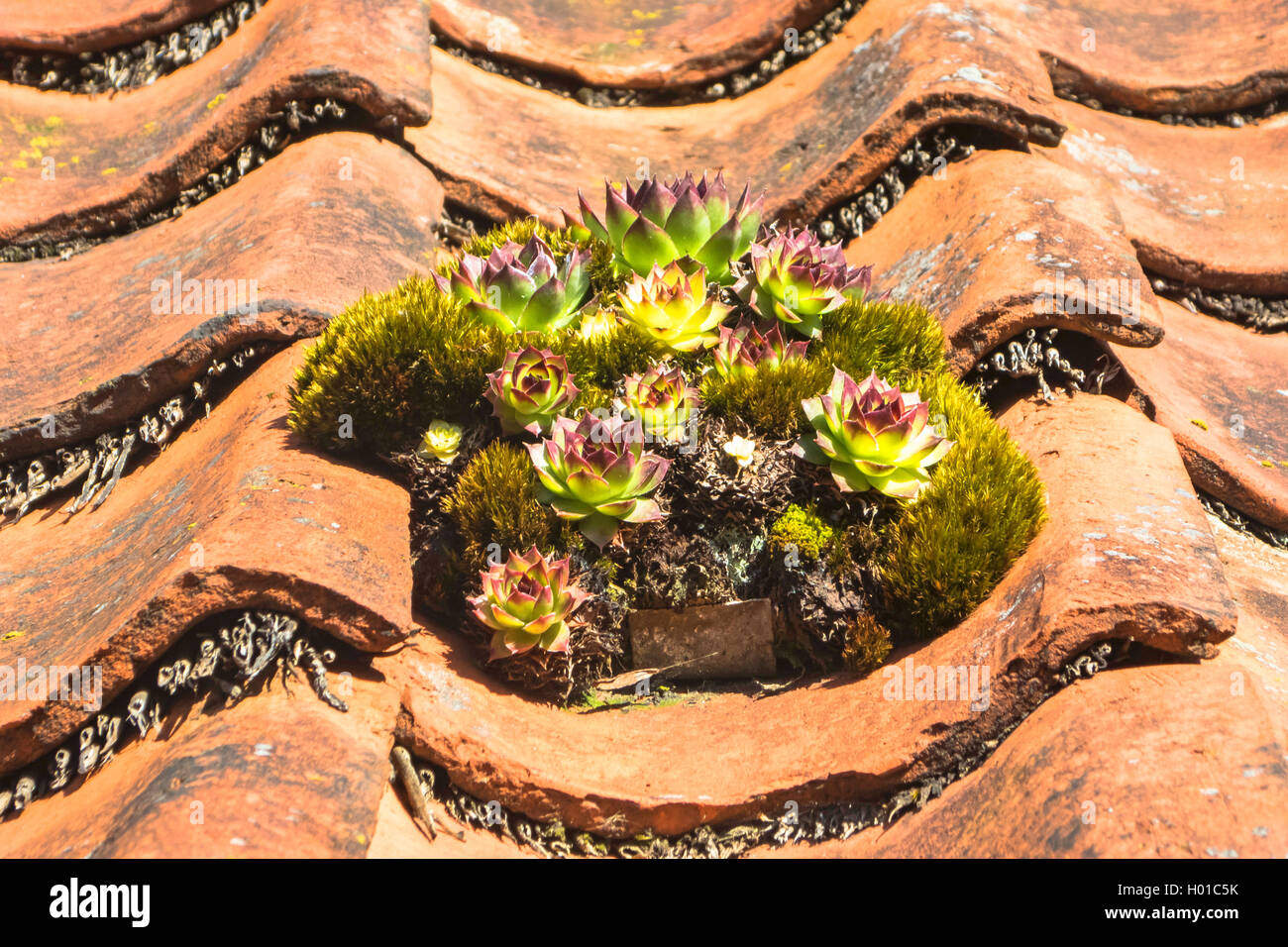 Hen-et-poulets, house-poireau, houseleek, common houseleek Sempervivum tectorum), (sur un toit, en Allemagne, en Basse-Saxe, Frise Orientale, Suurhusen Banque D'Images