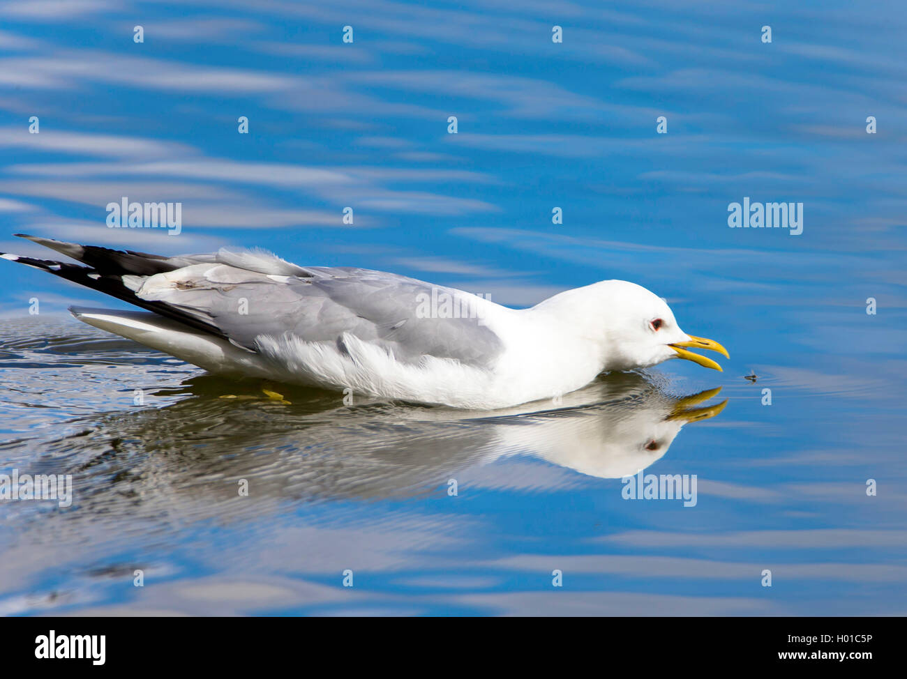 Mew Gull (Larus canus), les captures fly, Norvège, Troms, Tromsoe Banque D'Images