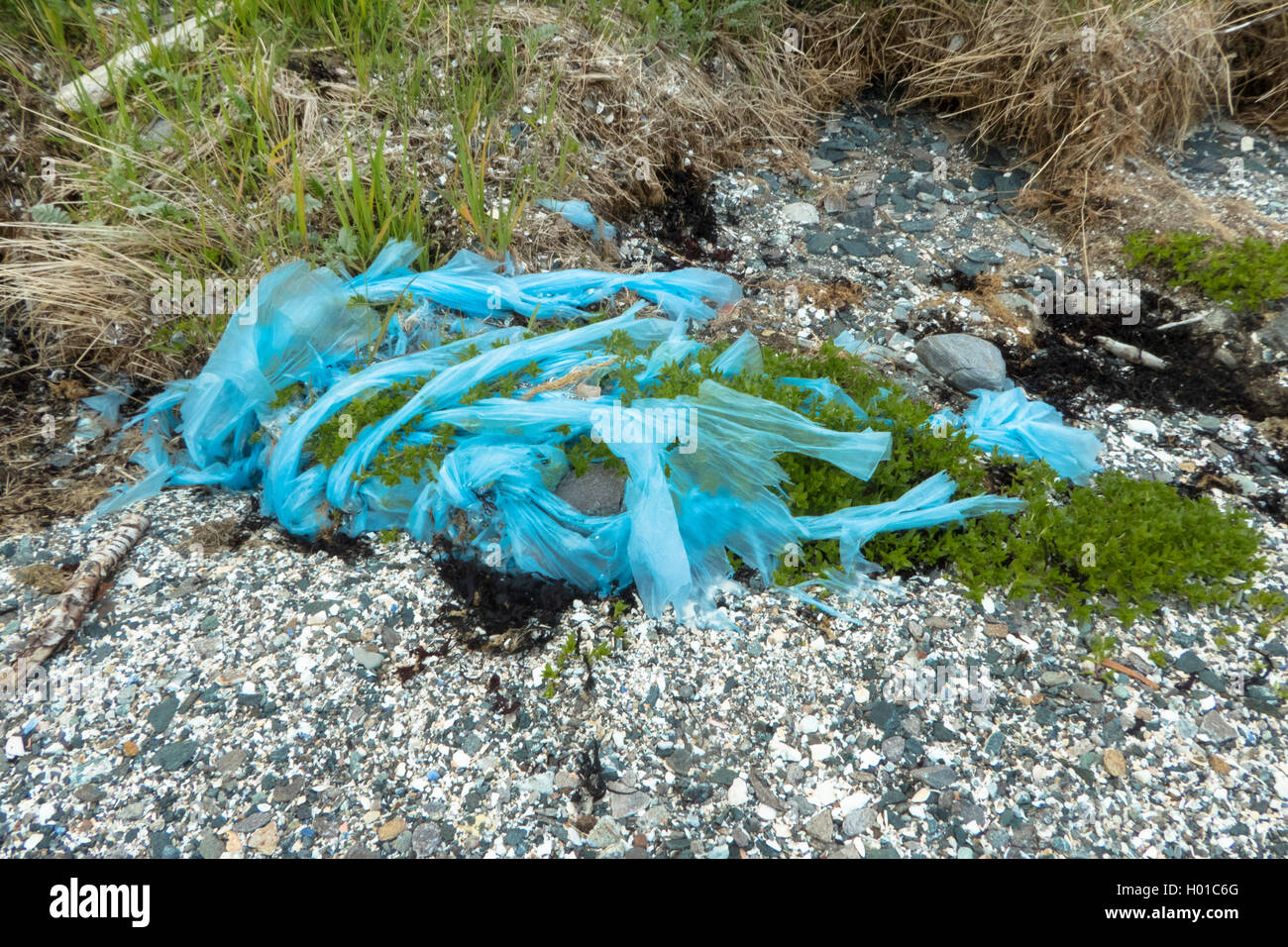 Les déchets en plastique sur la plage, de la Norvège, Troms Banque D'Images