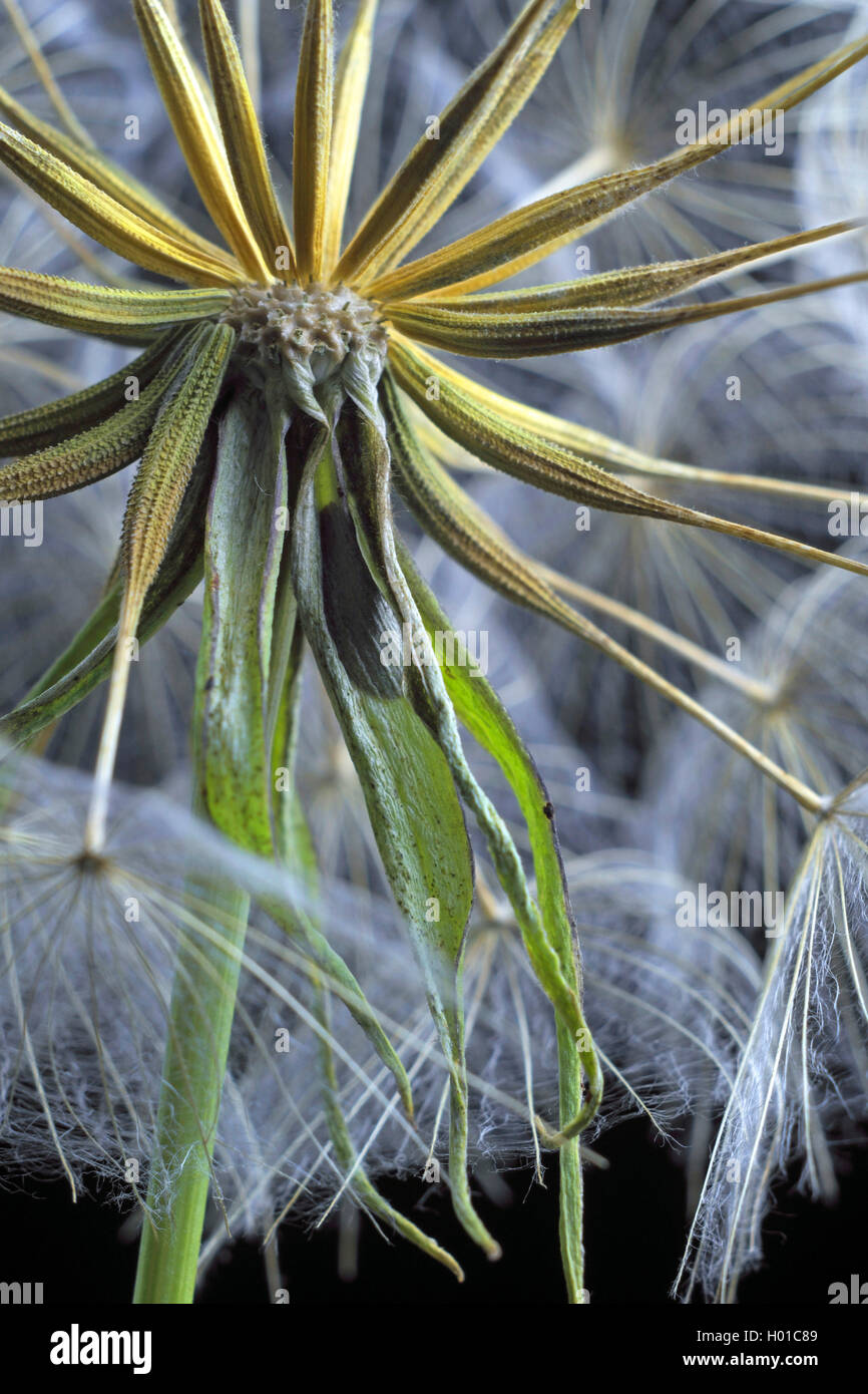 Meadow goat's beard, jack-go-to-bed-à-midi, meadow salsifify (Tragopogon pratensis), les fruits en face de fond noir Banque D'Images