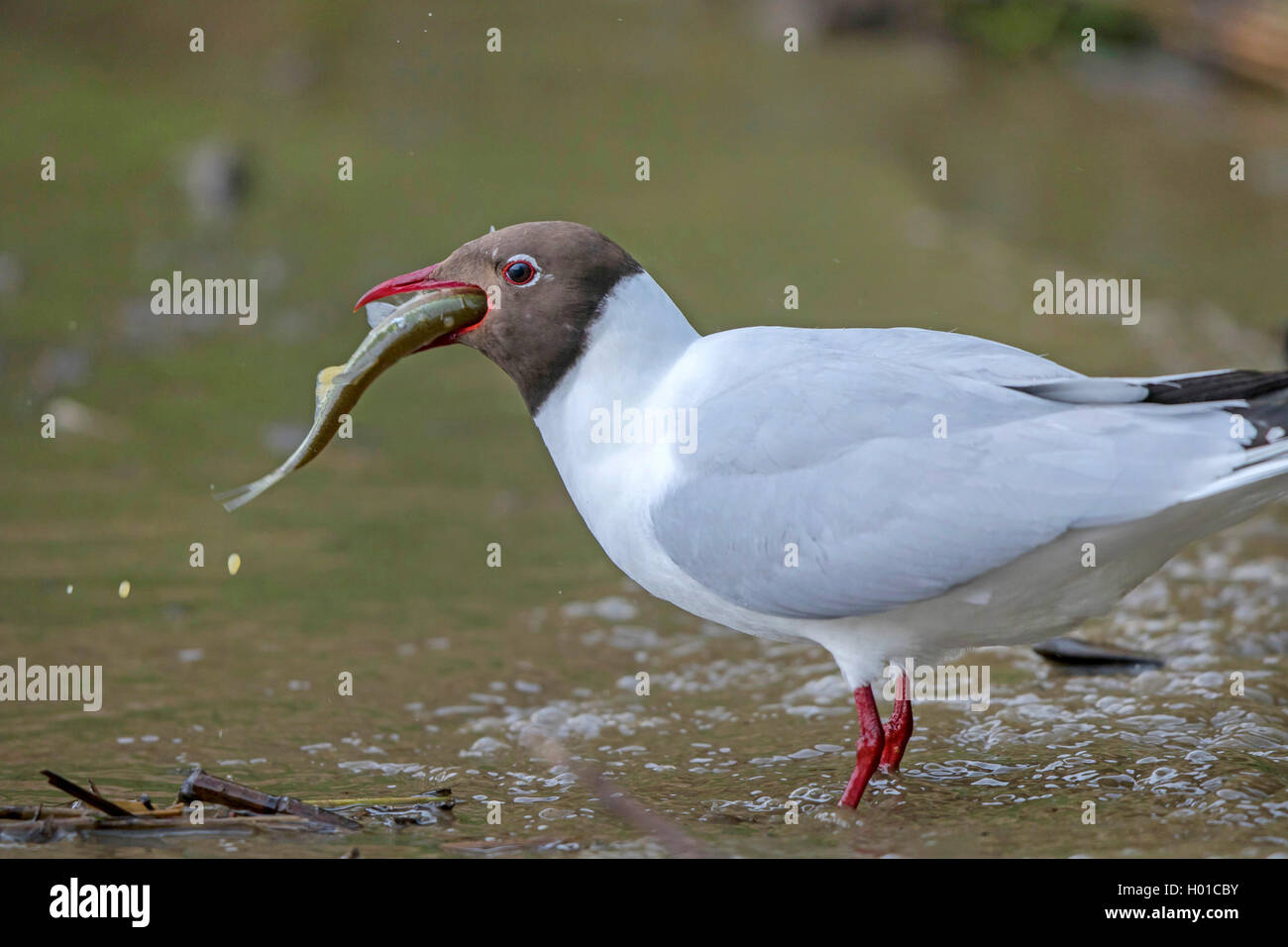 Mouette rieuse (Larus ridibundus, Chroicocephalus ridibundus), poisson avale, Allemagne, Mecklembourg-Poméranie-Occidentale Banque D'Images
