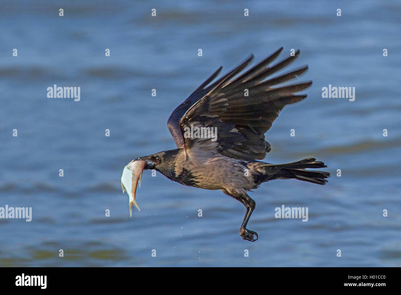 Hooded crow (Corvus corone cornix, Corvus cornix), avec l'Allemagne, le poisson pêché, Mecklembourg-Poméranie-Occidentale, Malchiner Voir Banque D'Images
