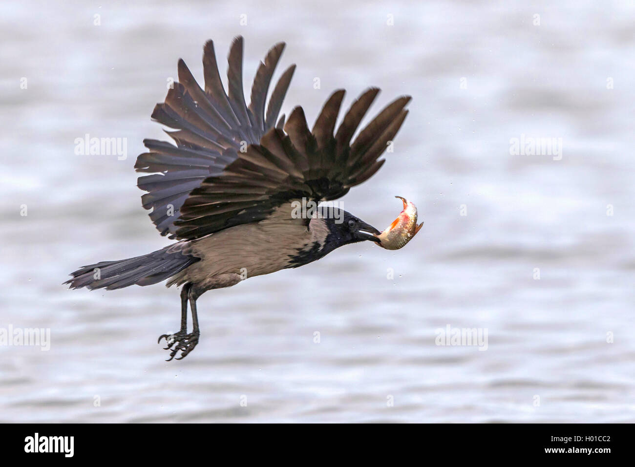 Hooded crow (Corvus corone cornix, Corvus cornix), avec l'Allemagne, le poisson pêché, Mecklembourg-Poméranie-Occidentale, Malchiner Voir Banque D'Images