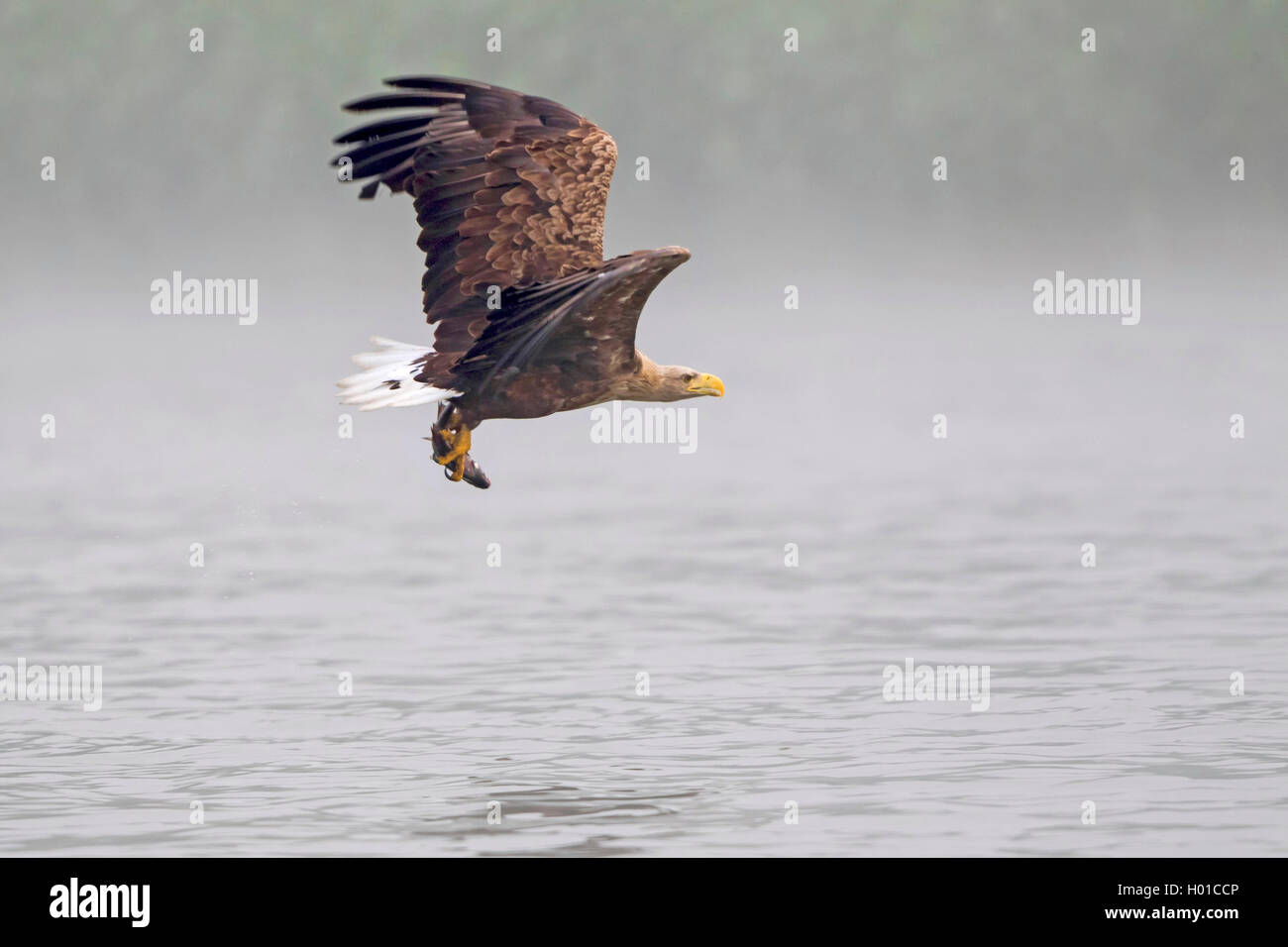 Pygargue à queue blanche (Haliaeetus albicilla), des profils avec du poisson pêché, l'Allemagne, de Mecklembourg-Poméranie occidentale, Malchiner Voir Banque D'Images