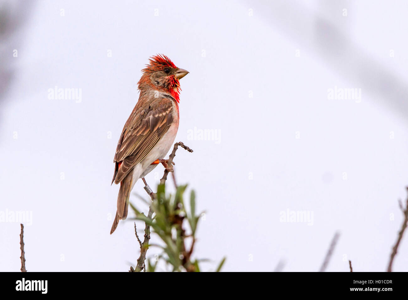 Common rosefinch (Carpodacus erythrinus), le phoque annelé , mâle, Mecklembourg-Poméranie-Occidentale, Allemagne Banque D'Images