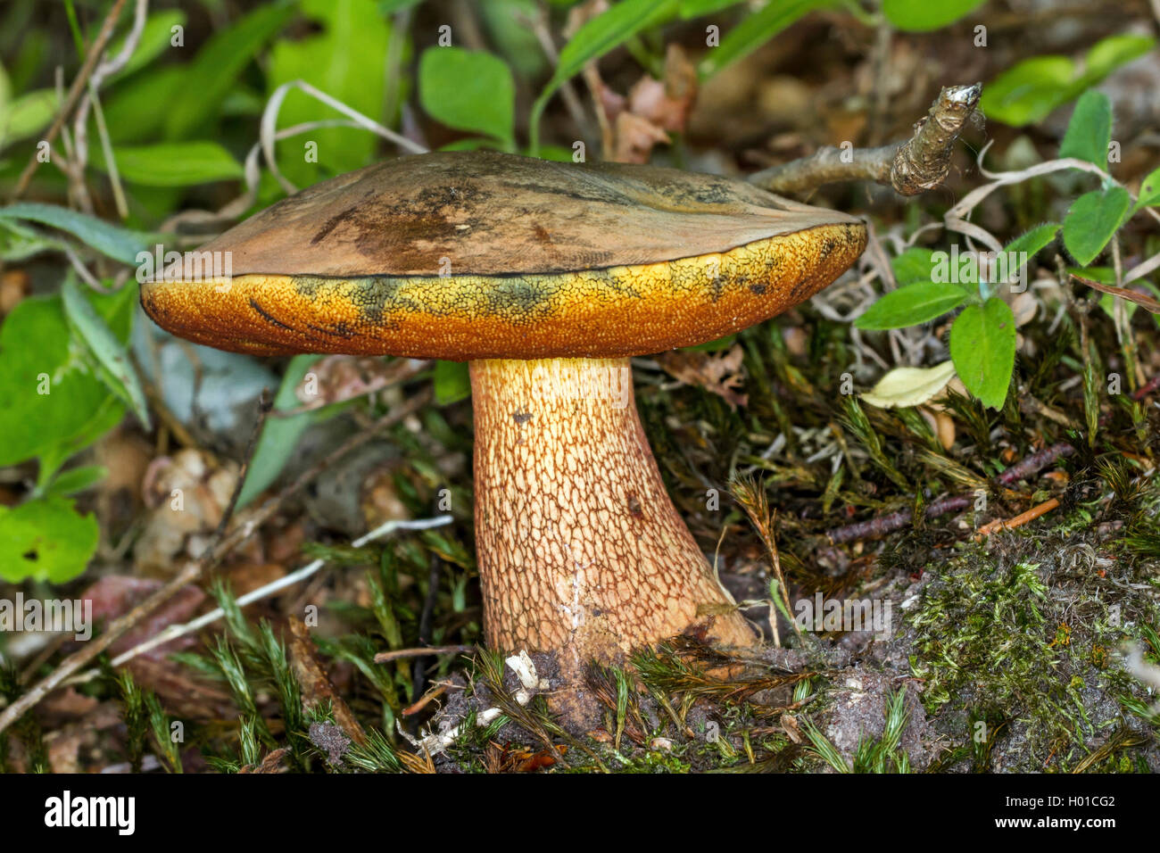 Lurid Bolet (Boletus luridus, Suillellus luridus), organe de fructification, Allemagne, Mecklembourg-Poméranie-Occidentale Banque D'Images