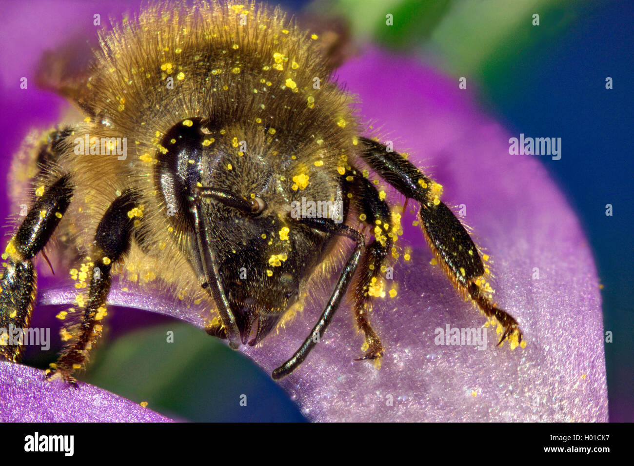 Abeille, ruche abeille (Apis mellifera mellifera), sur une fleur de crocus, Allemagne, Mecklembourg-Poméranie-Occidentale Banque D'Images