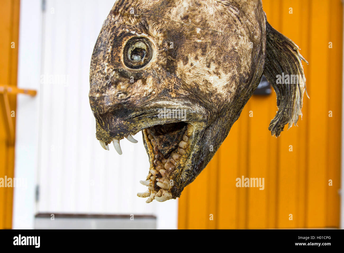 Loup atlantique, loup, poisson-chat, le poisson-chat (Anarhichas lupus), dries loup atlantique dans un restaurant, la Norvège, îles Lofoten, Sakrisoy Banque D'Images