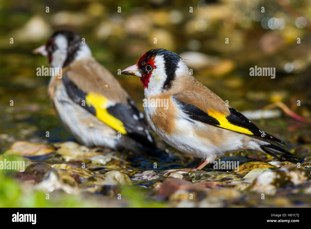 Eurasian goldfinch (Carduelis carduelis), deux d'eurasie chardonnerets baignoire dans un ruisseau, l'Allemagne, Mecklembourg-Poméranie-Occidentale Banque D'Images