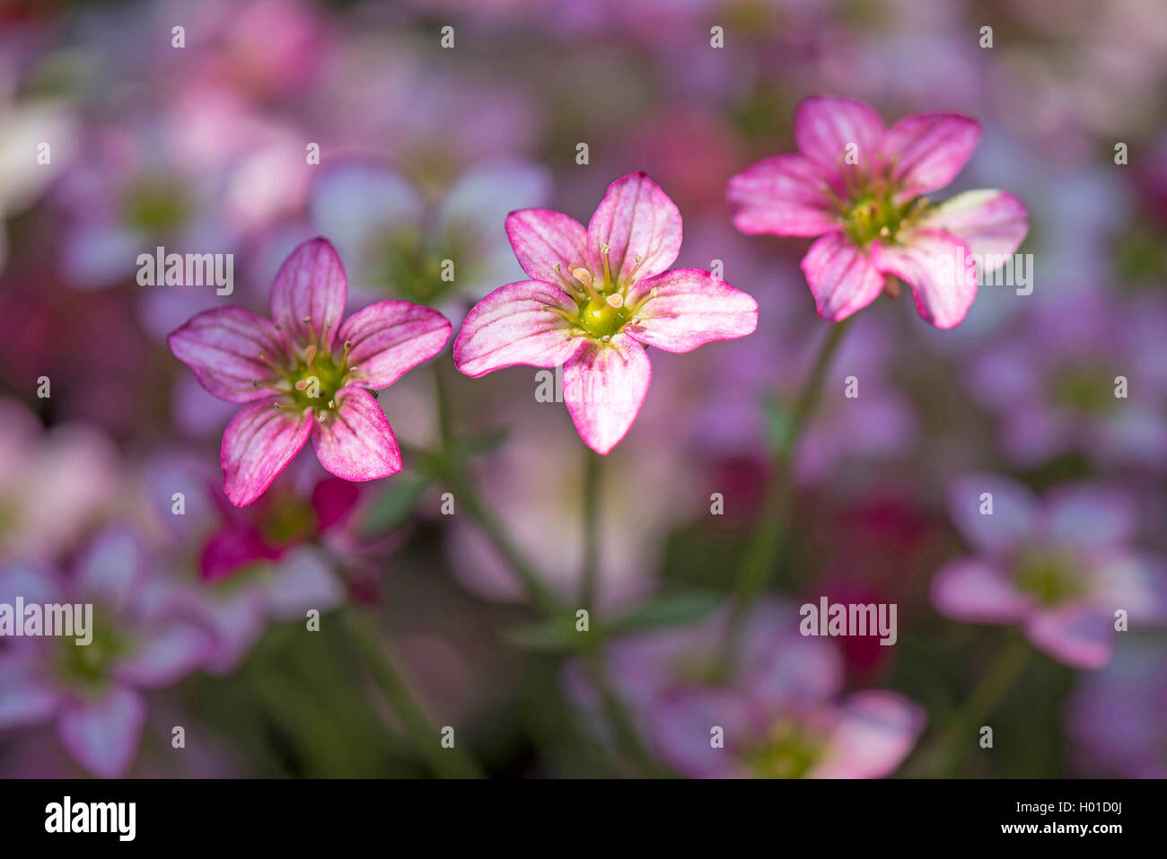 Saxifraga arendsii (Saxifraga arendsii, Saxifraga x arendsii), trois fleurs Banque D'Images