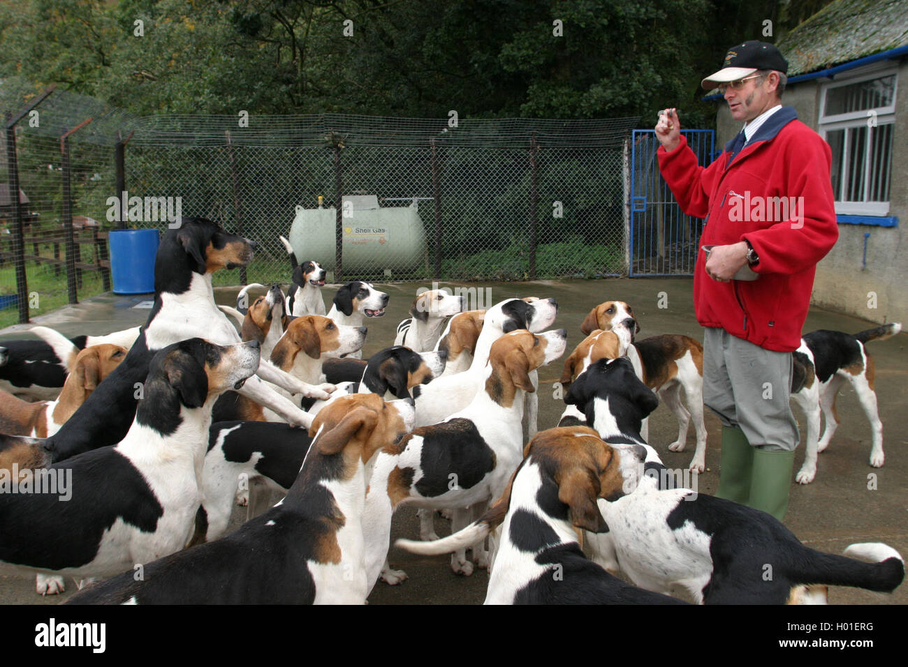 Barry Todhunter, Huntsman du Blencathra Foxhounds à leur cage à Threlkeld dans le Lake District, en Angleterre. Banque D'Images