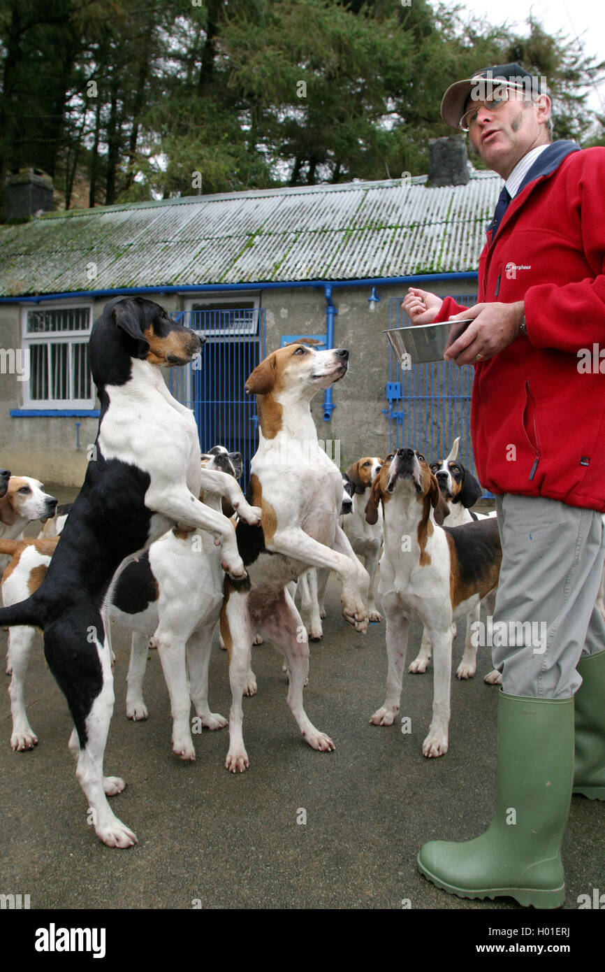 Barry Todhunter, Huntsman du Blencathra Foxhounds à leur cage à Threlkeld dans le Lake District, en Angleterre. Banque D'Images