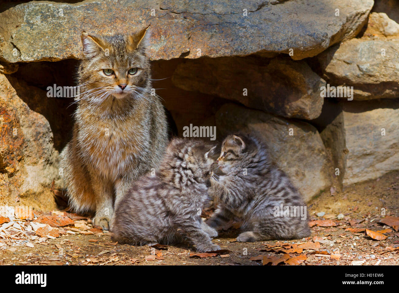 Chat Sauvage Européen, forêt wildcat (Felis silvestris silvestris), mère assise avec deux chatons à un rocher, en Allemagne, en Bavière, Parc National de la Forêt bavaroise Banque D'Images