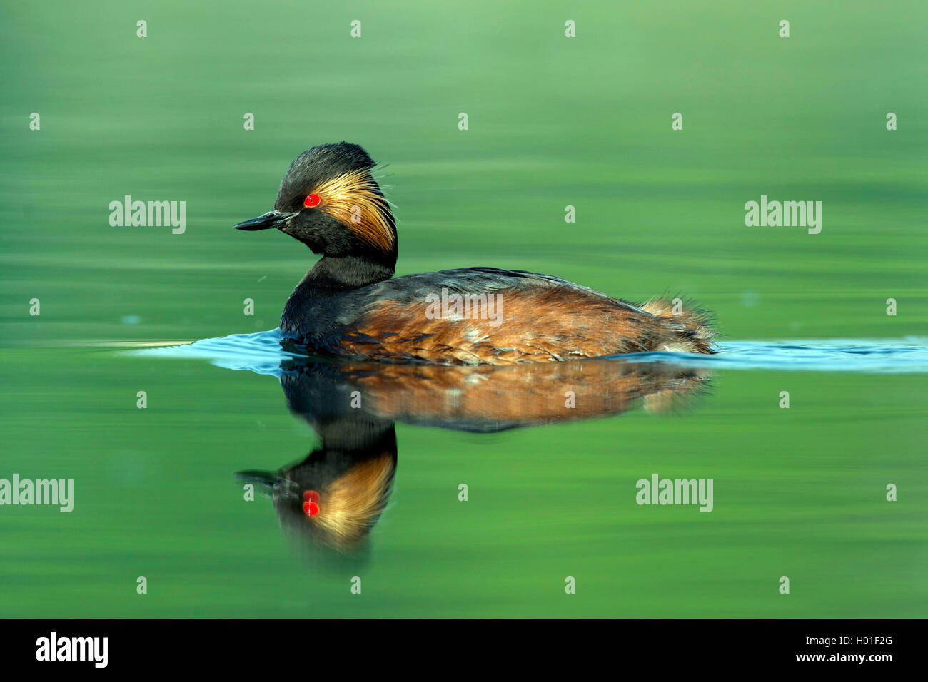 Grèbe à cou noir (Podiceps nigricollis), natation en plumage nuptial, vue de côté, l'Allemagne, Hesse Banque D'Images