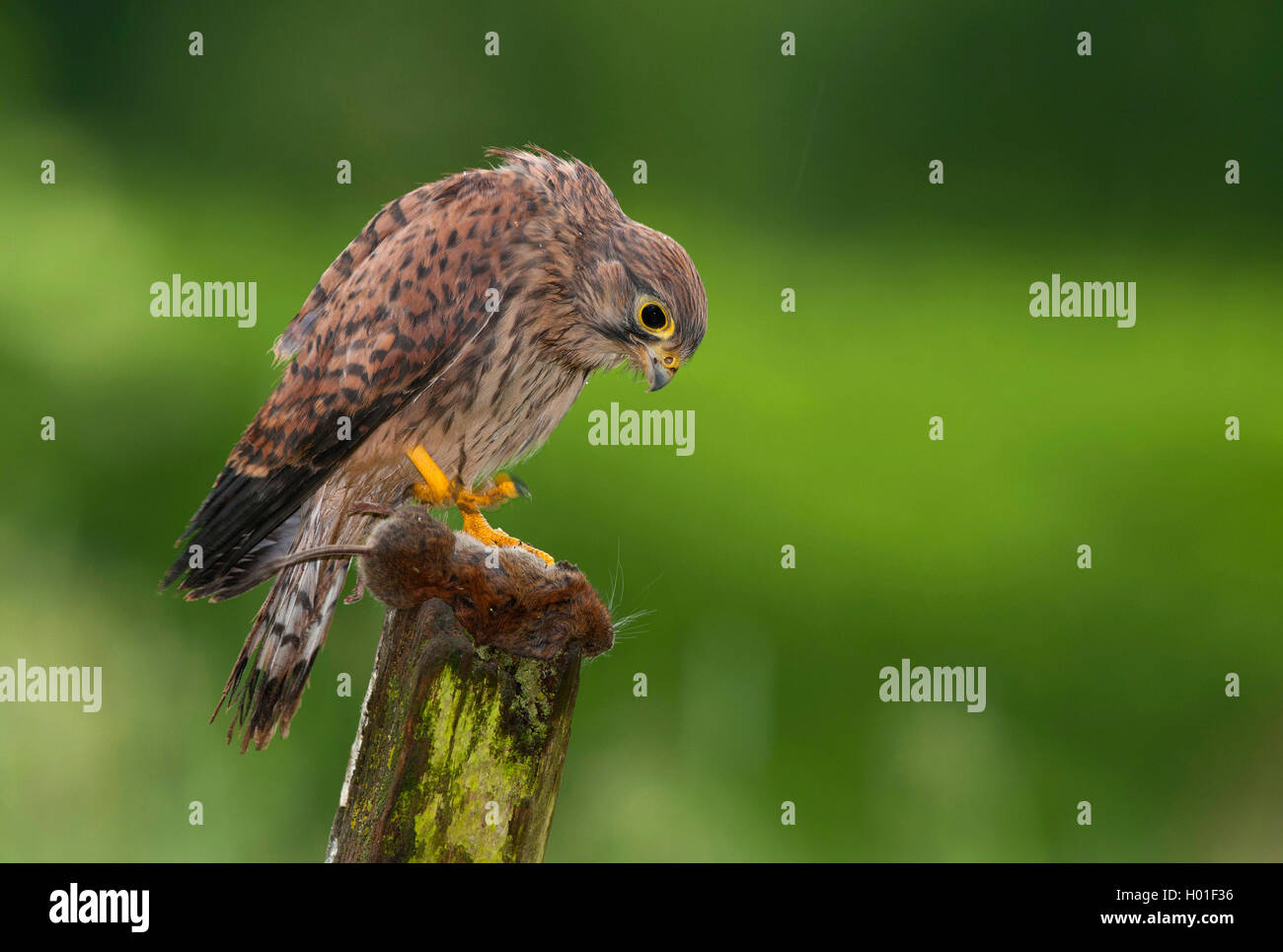 Kestrel Kestrel eurasien, l'Ancien Monde, faucon crécerelle, faucon crécerelle (Falco tinnunculus), assis avec un rongeur capturé sur un pieu en bois, vue de côté, l'Allemagne, la Bavière Banque D'Images