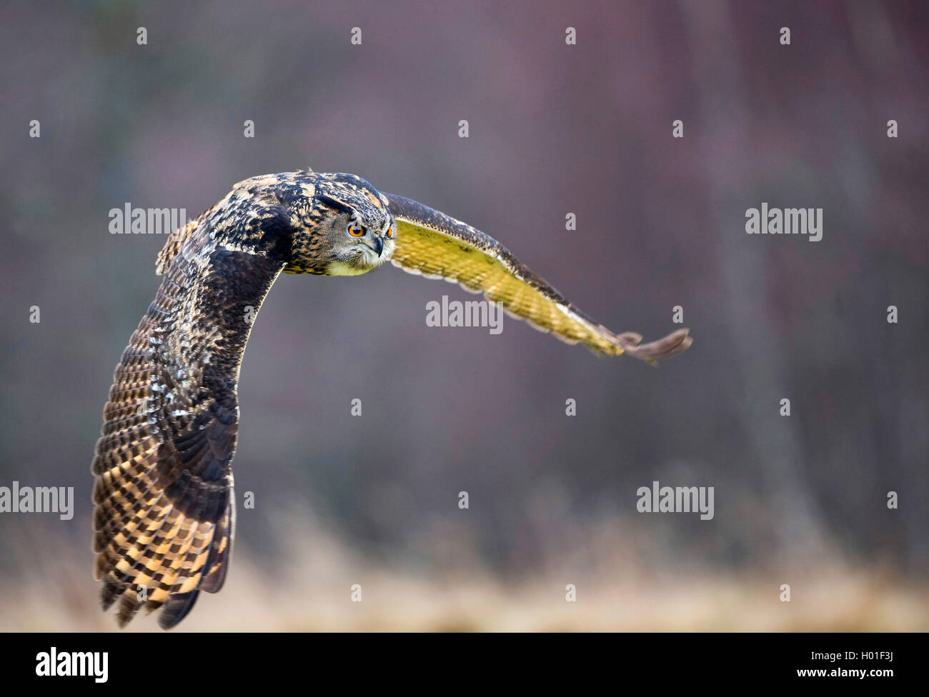 Le nord du grand-duc (Bubo bubo), Flying Eagle owl, l'Allemagne, la Bavière Banque D'Images