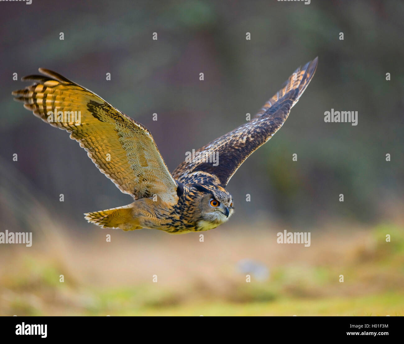 Le nord du grand-duc (Bubo bubo), Flying Eagle owl, l'Allemagne, la Bavière Banque D'Images