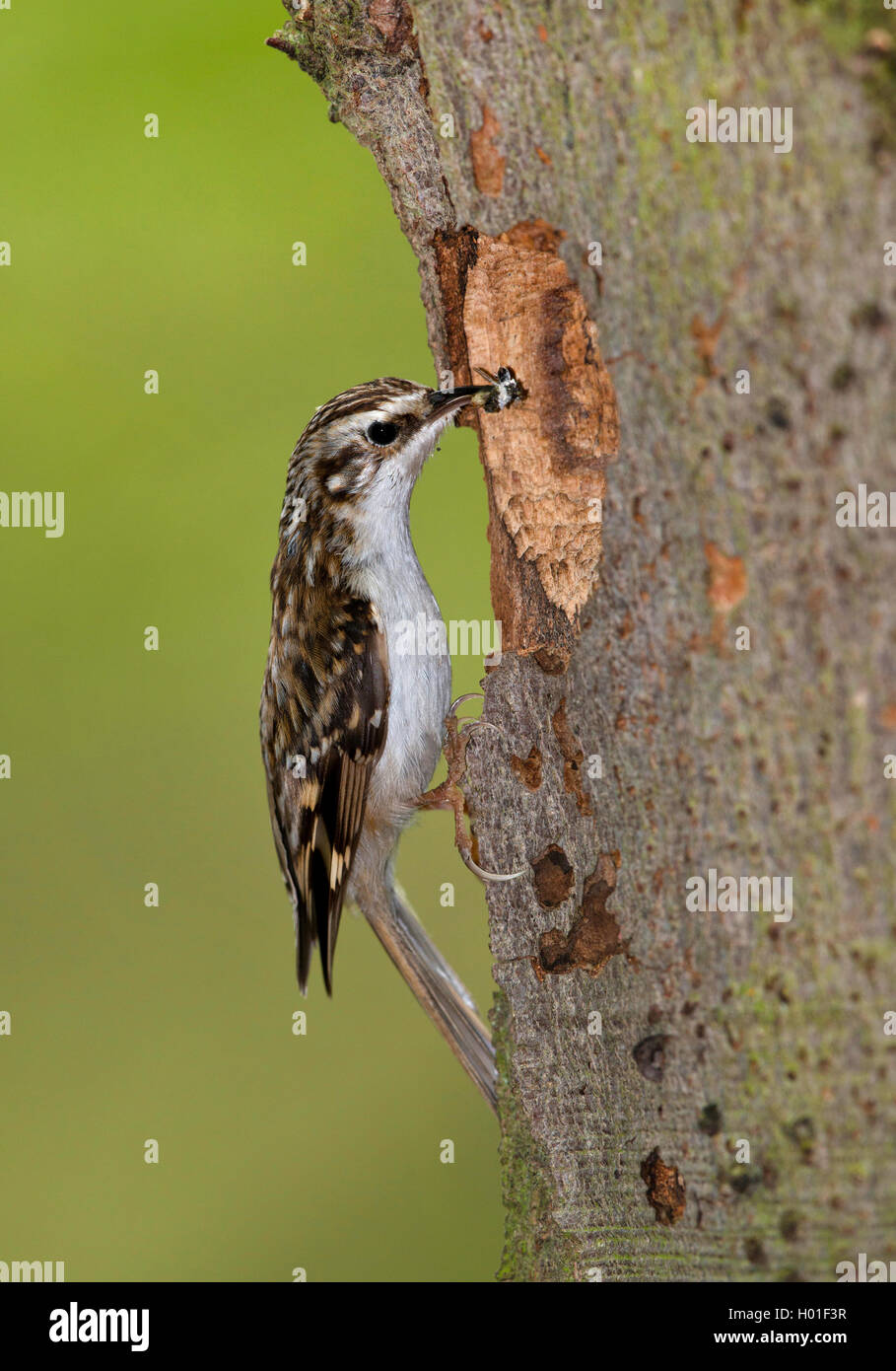 Bruant commun (Certhia familiaris), à un trou de ponte avec un insecte dans le projet de loi, side view, Allemagne Banque D'Images