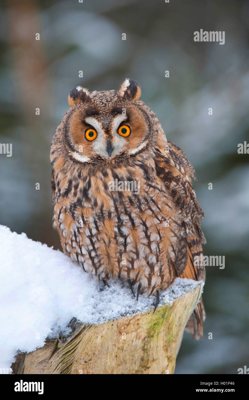 Long-eared Owl (Asio otus), assis sur une souche d'arbre couvert de neige, l'Allemagne, la Bavière Banque D'Images