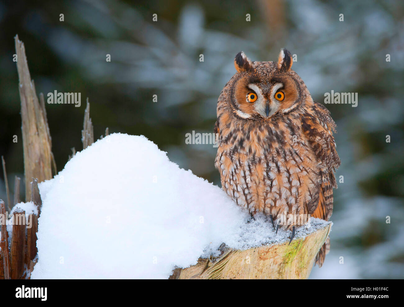 Long-eared Owl (Asio otus), assis sur une souche d'arbre couvert de neige, l'Allemagne, la Bavière Banque D'Images