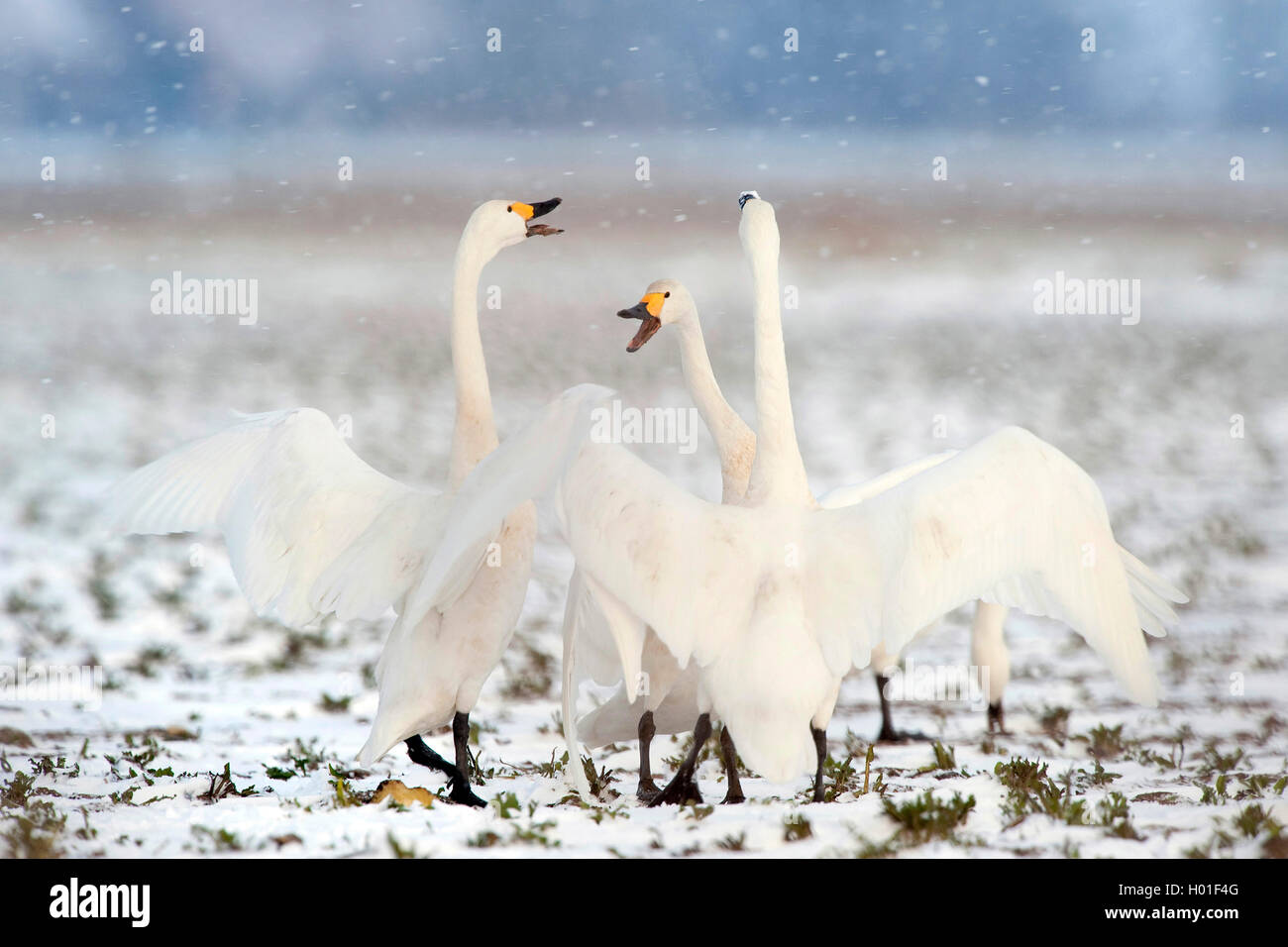 Singschwan, Sing-Schwan (Cygnus cygnus), drei Singschwaene bei Schneefall, Schweden | cygne chanteur (Cygnus cygnus), trois whoope Banque D'Images