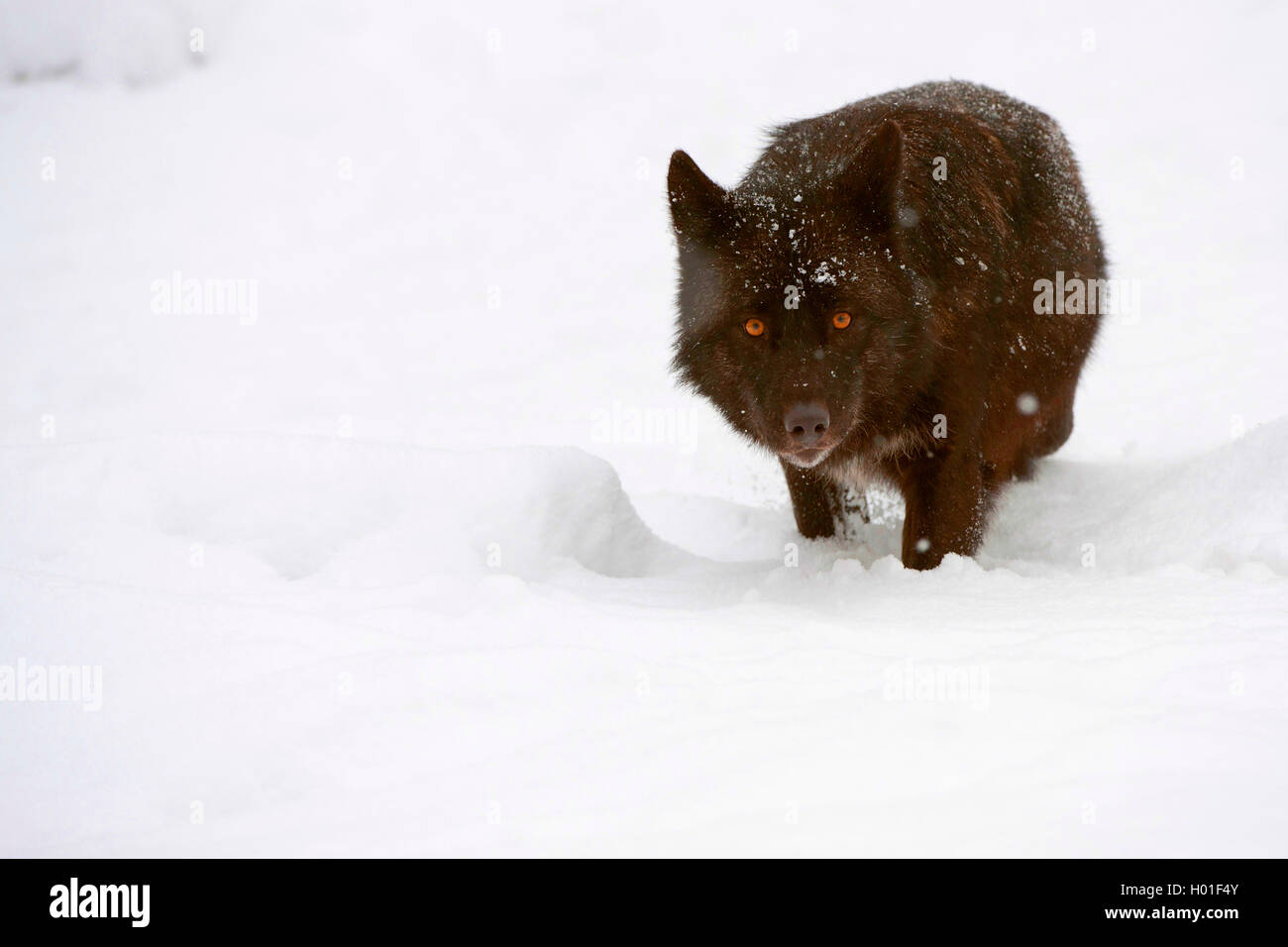 Le loup (Canis lupus lycaon), dans la neige Banque D'Images