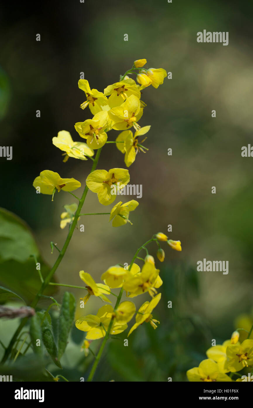 Fairy wings (Epimedium x perralchicum Epimedium perralchicum,), blooming Banque D'Images