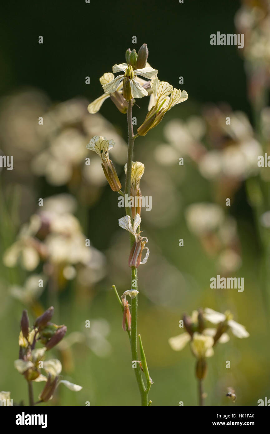 Sallad rocket Eruca sativa) (en fleurs, Banque D'Images