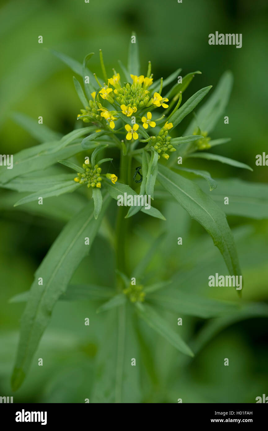 La mélasse, la moutarde moutarde giroflée, vélar fausse giroflée, Ver-Moutarde graine (Erysimum cheiranthoides), blooming, Allemagne Banque D'Images La mélasse, la moutarde moutarde giroflée, vélar fausse giroflée, Ver-Moutarde graine (Erysimum cheiranthoides), blooming, Allemagne Banque D'Images