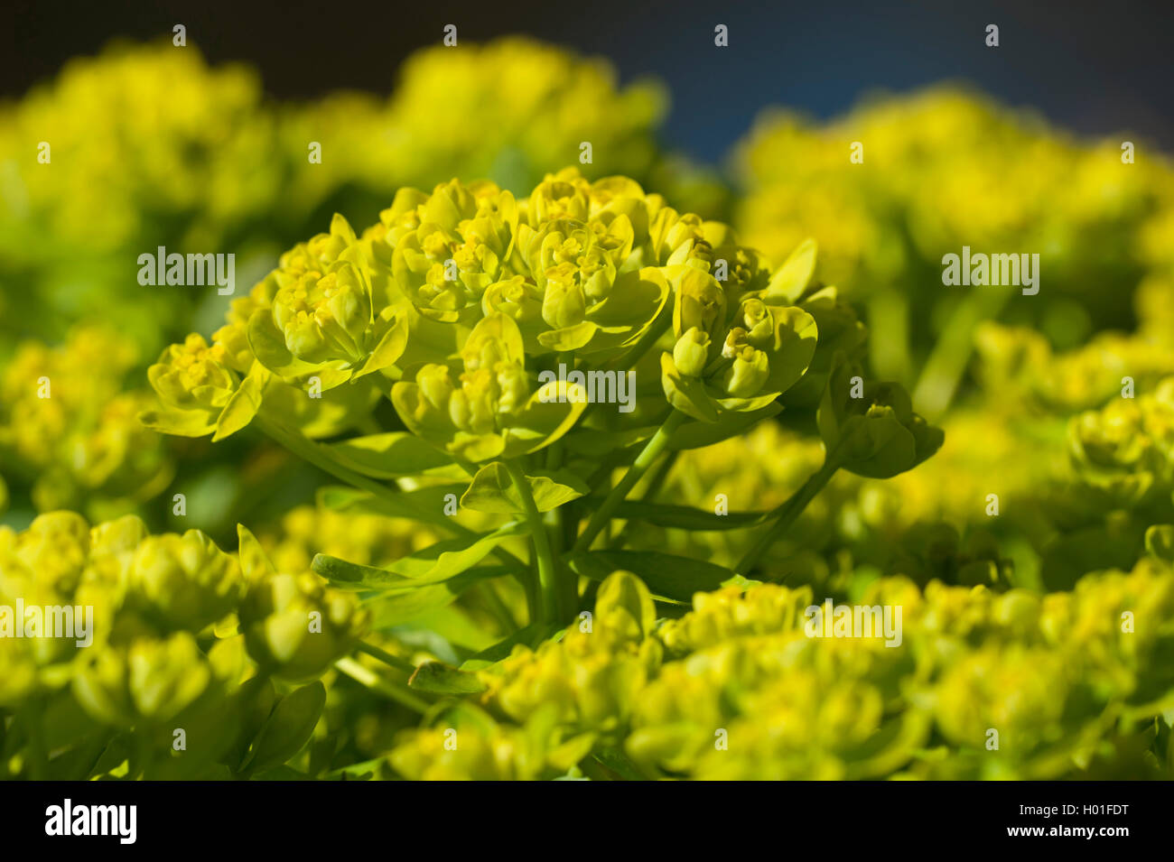L'euphorbe des marais (Euphorbia palustris), la floraison, Allemagne Banque D'Images