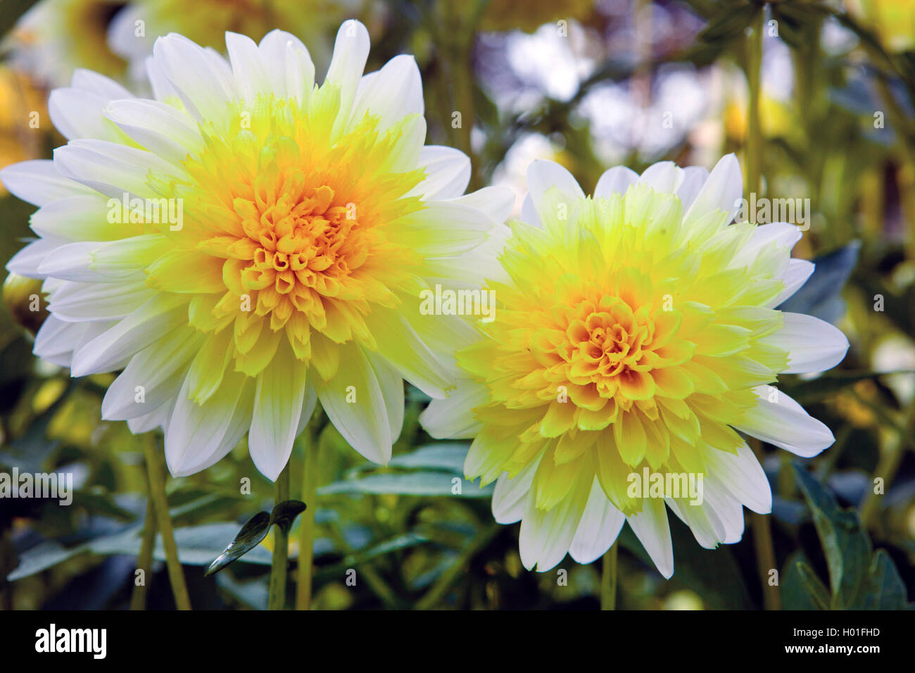 Georgina (Dahlia 'Freya's paso doble', Dahlia Freya's paso doble), le cultivar Freya's paso doble Banque D'Images