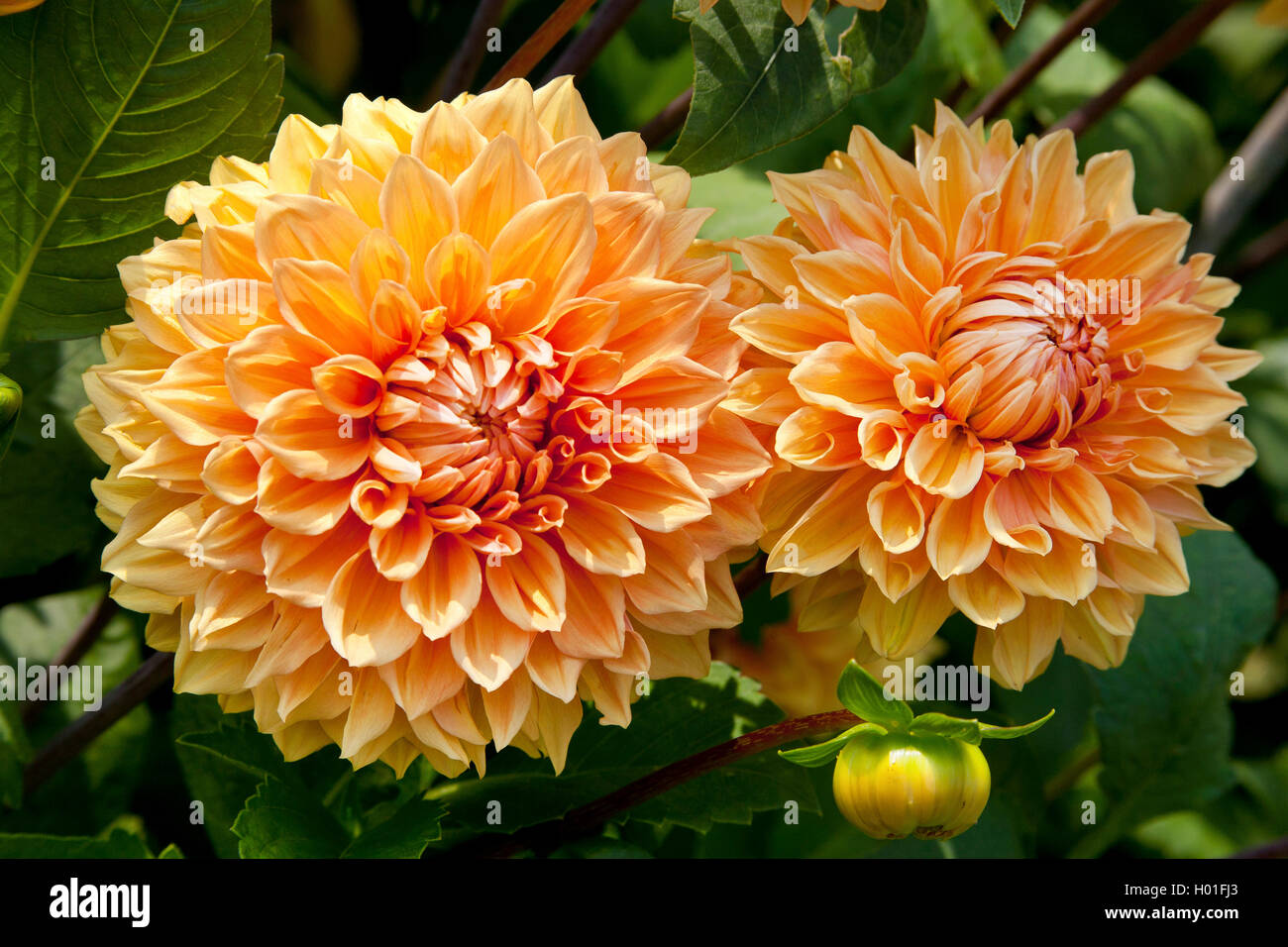 Georgina (Dahlia 'Triumph' Hapet, Dahlia Hapet Triumph), le cultivar Hapet Triumph Banque D'Images