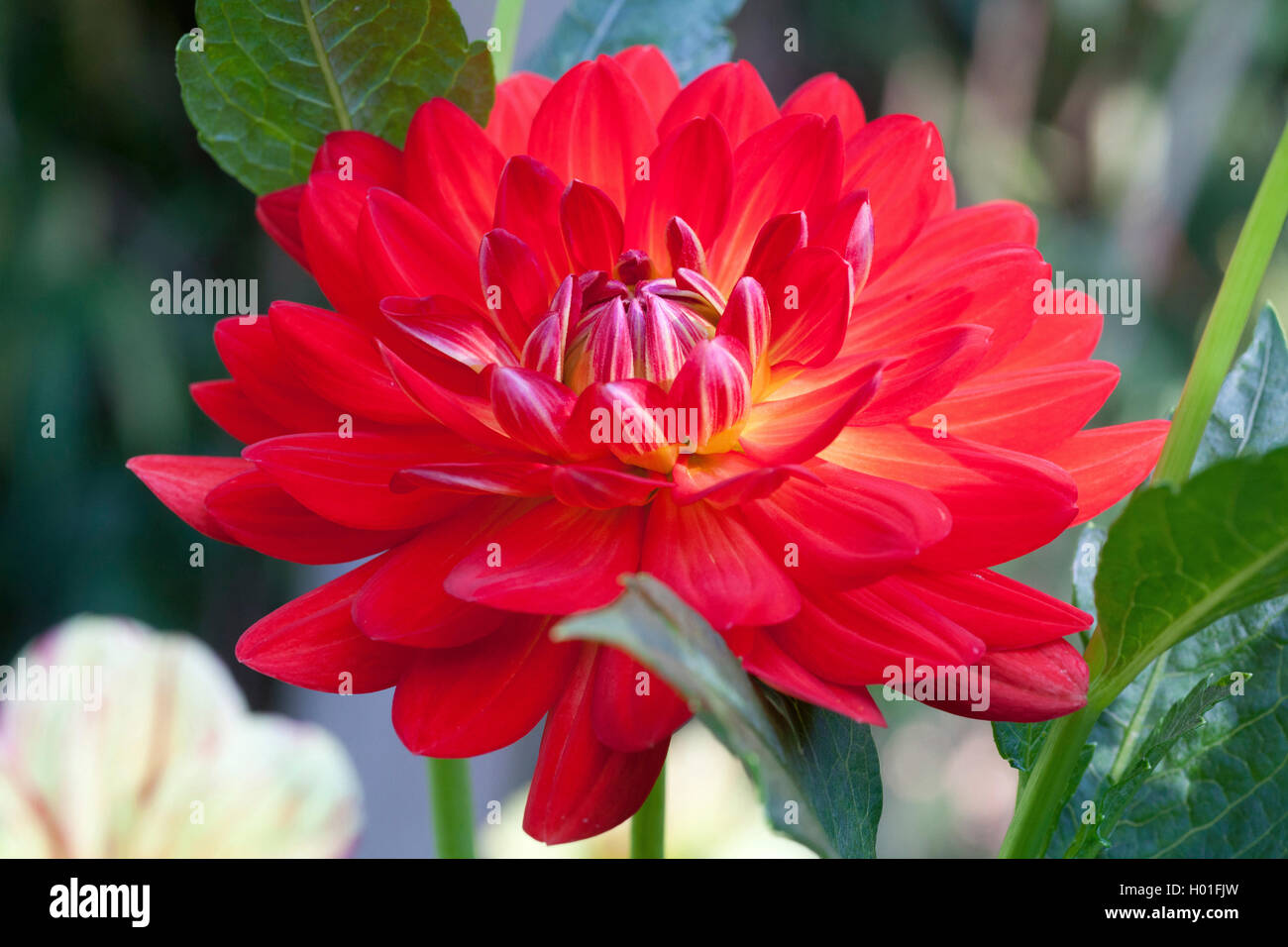 Georgina (Dahlia 'Karma', Irene Irene Karma Dahlia), le cultivar Karma Irene Banque D'Images