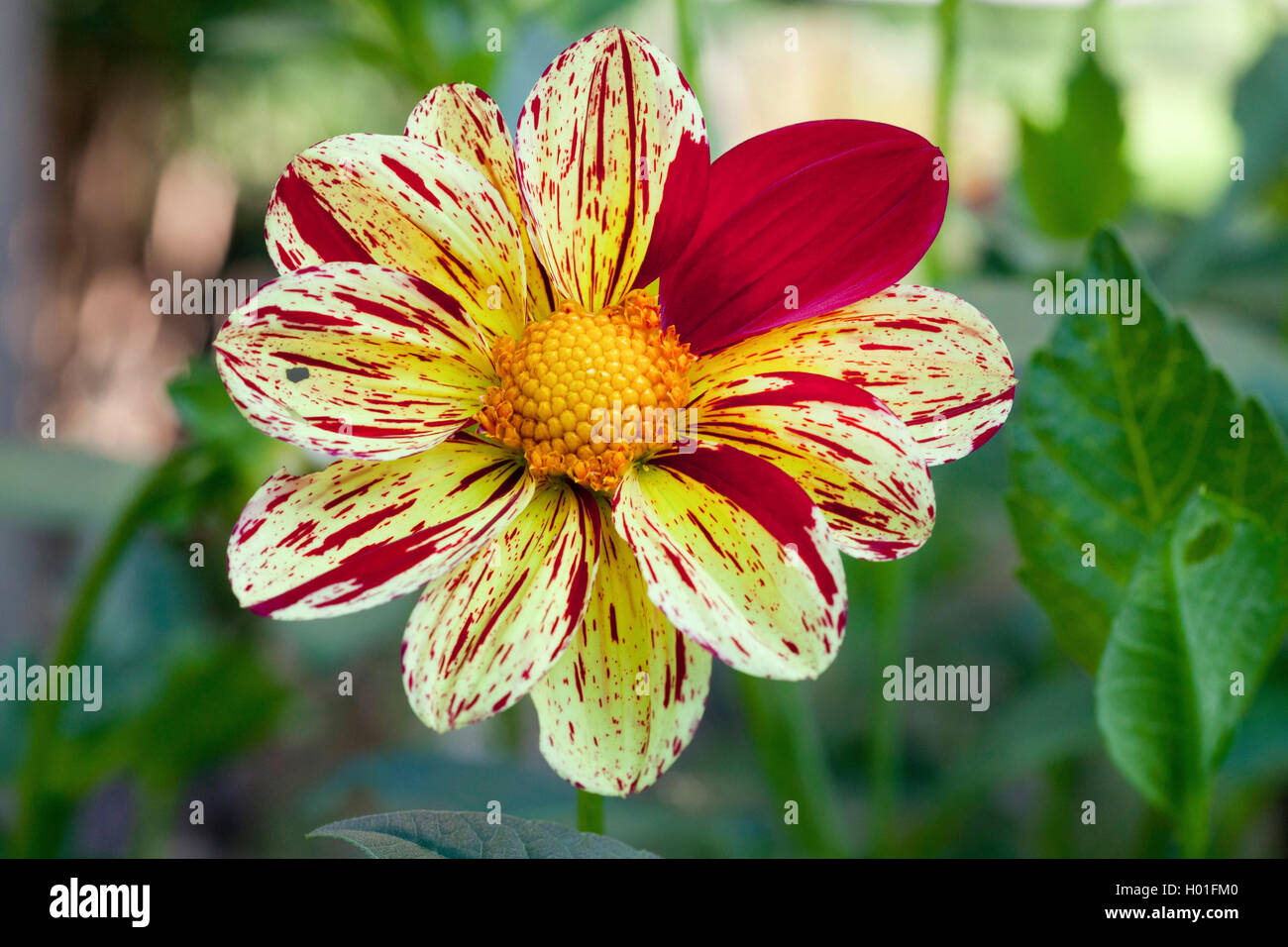 Georgina (aitenspiel', 'SDahlia Dahlia Saitenspiel), le cultivar Saitenspiel Banque D'Images