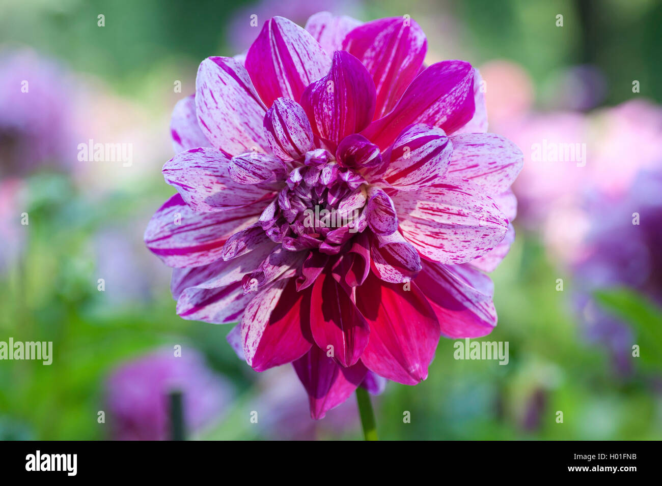 Georgina (Dahlia 'Alpen Pauline', Dahlia Alpen Pauline), le cultivar Alpen Pauline Banque D'Images