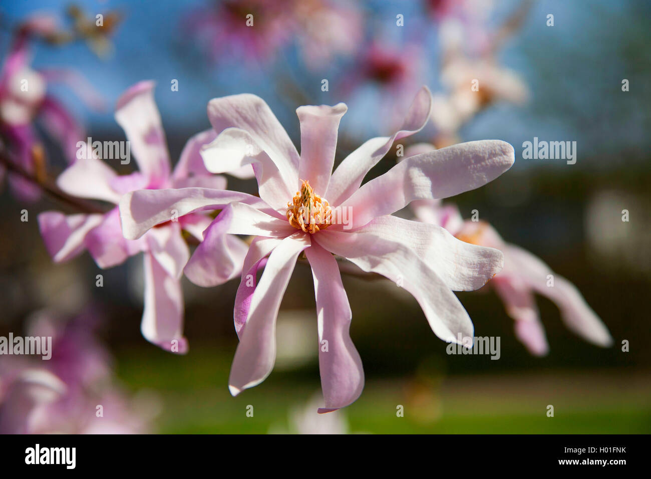 Star magnolia (Magnolia stellata 'Leonard Messel', Magnolia stellata Leonard Messel), le cultivar Leonard Messel Banque D'Images