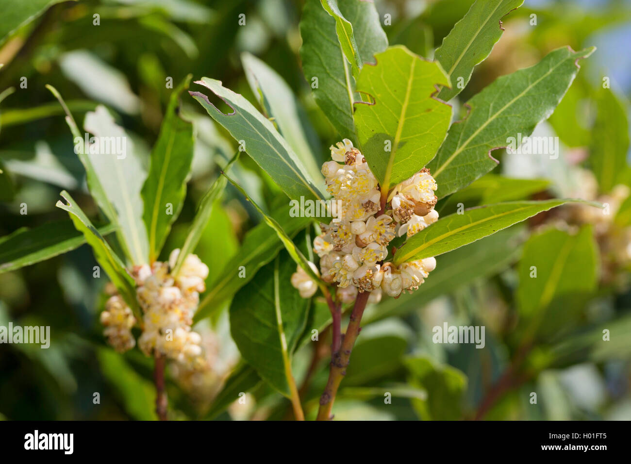 Sweet Bay laurel, bay tree, sweet bay (Laurus nobilis), de la direction générale en fleurs Banque D'Images