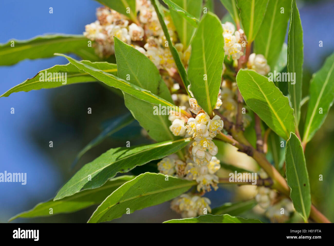 Sweet Bay laurel, bay tree, sweet bay (Laurus nobilis), de la direction générale en fleurs Banque D'Images