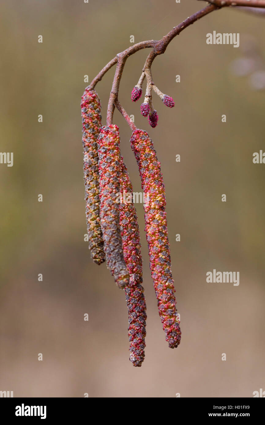 Pin noir d'Europe, l'aulne (Alnus glutinosa), les chatons mâles et femelles, Allemagne Banque D'Images