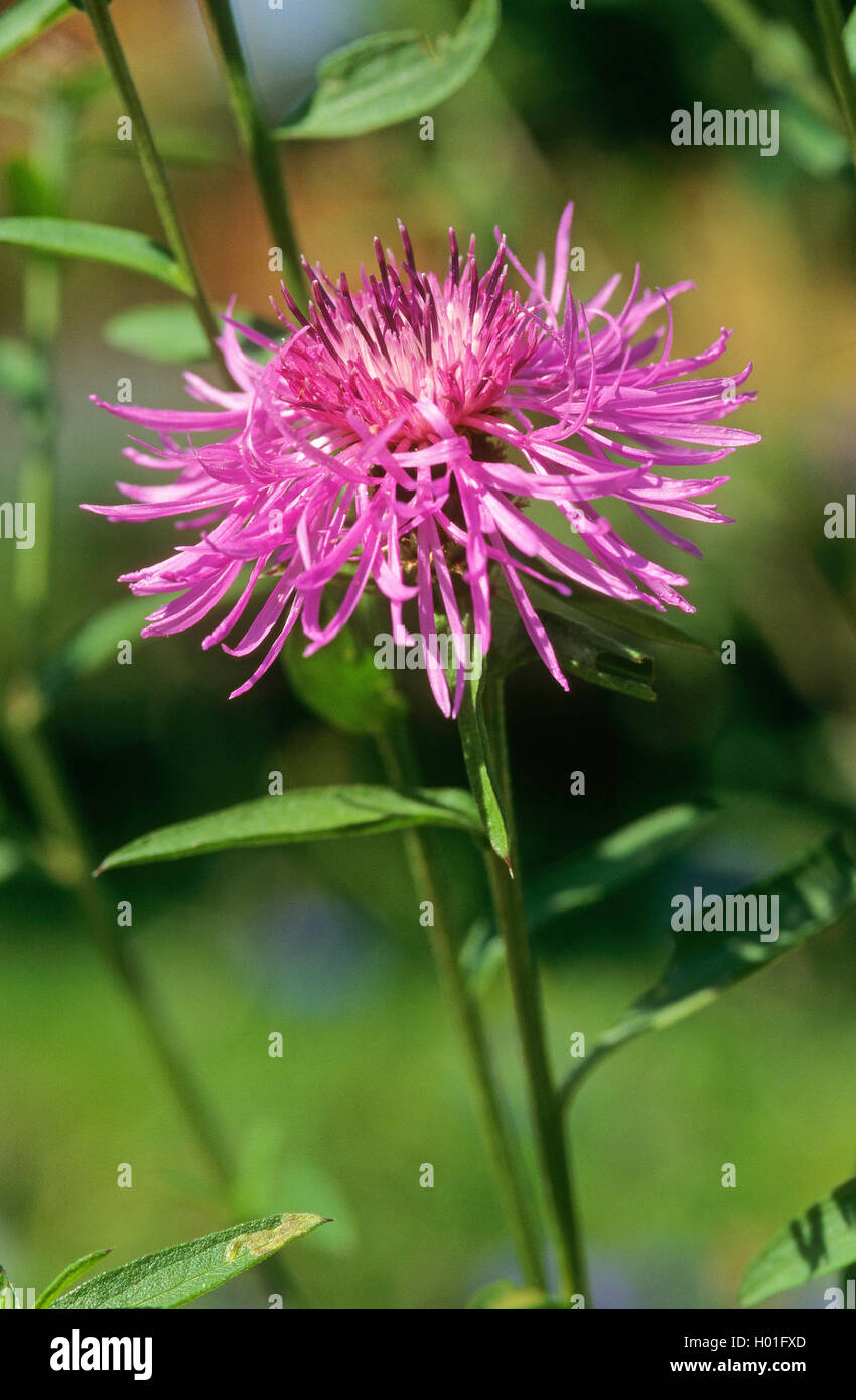 La centaurée la centaurée commune, moindre, la centaurée noire (Centaurea nigra, Centaurea nemoralis), inflorescence, Allemagne Banque D'Images