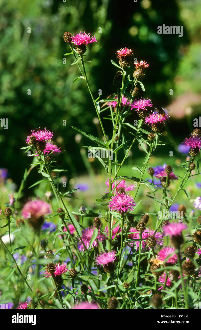 La centaurée la centaurée commune, moindre, la centaurée noire (Centaurea nigra, Centaurea nemoralis), inflorescence, Allemagne Banque D'Images