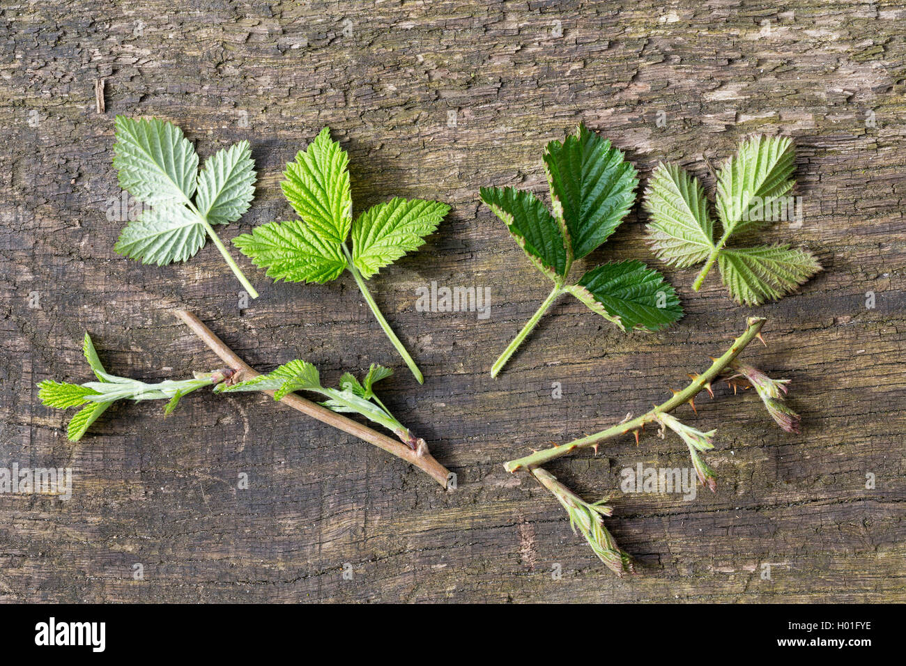Blackberry arbustives (Rubus fruticosus), comparaison entre framboise et branches blackberry, Allemagne Banque D'Images