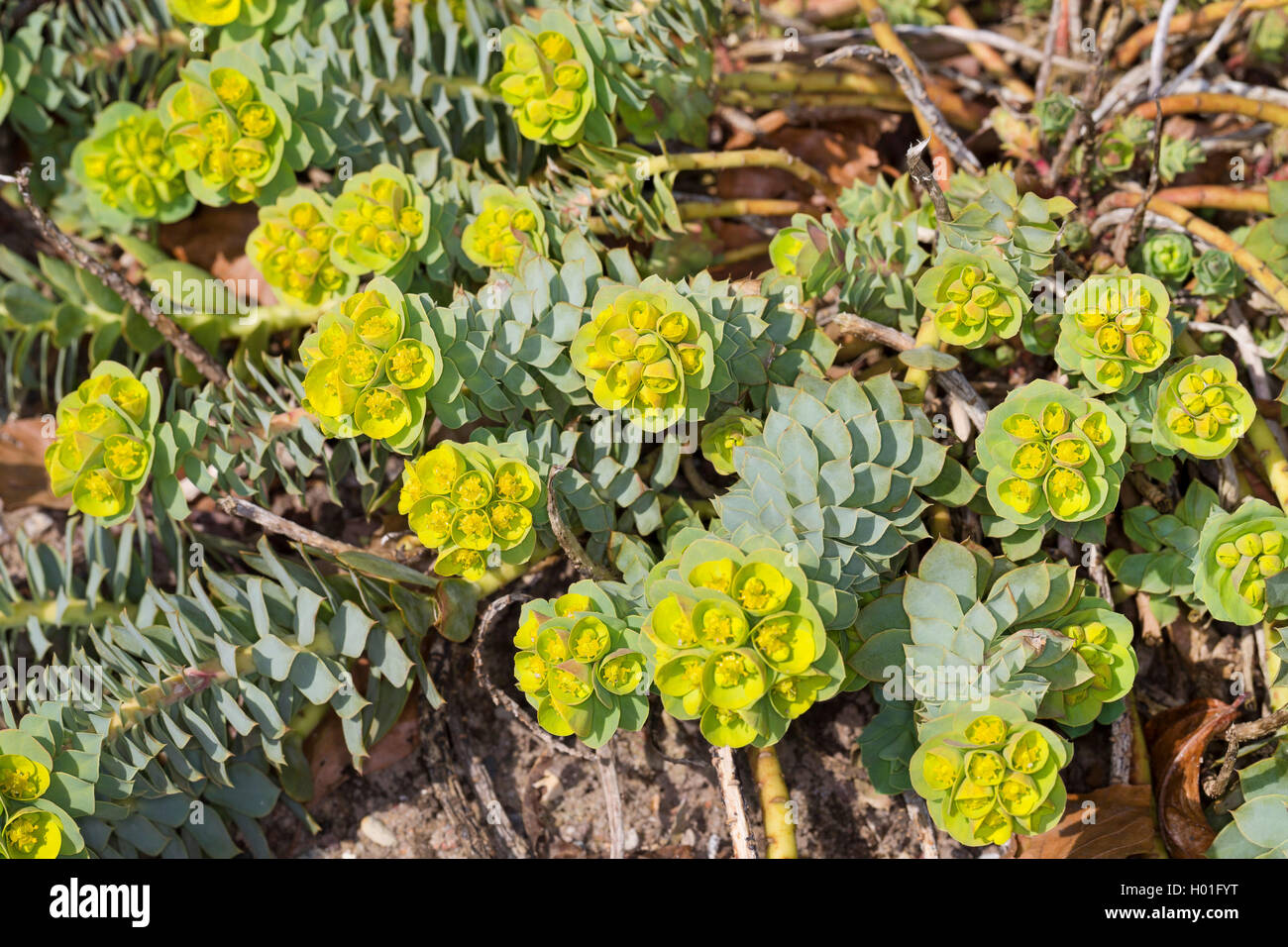 L'euphorbe rampante, queue de l'Âne, Myrtle Spurge (Euphorbia myrsinites), blooming Banque D'Images