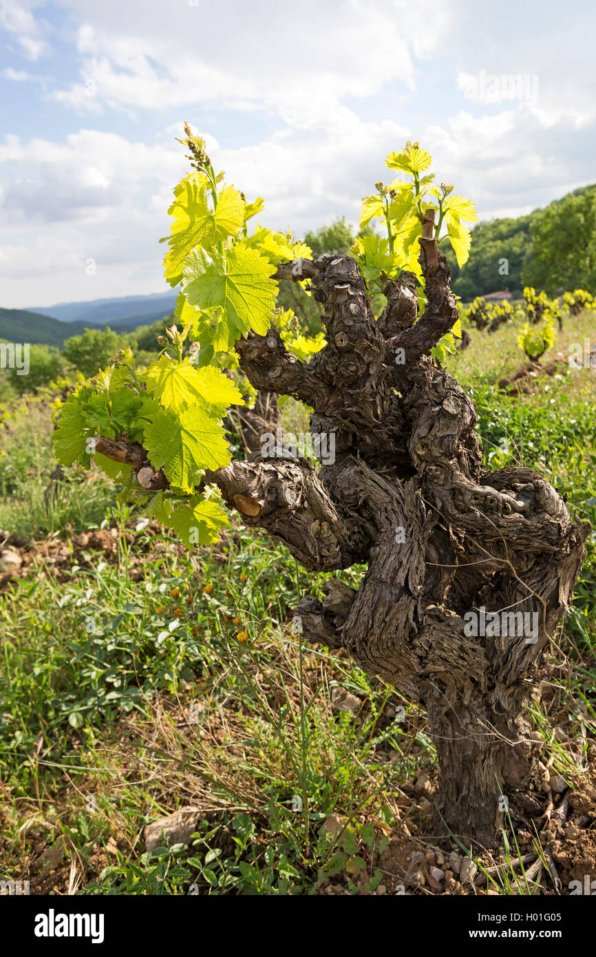 Vigne raisin, vigne (Vitis vinifera), l'analyse des feuilles au printemps, France, Languedoc-Roussillon Banque D'Images