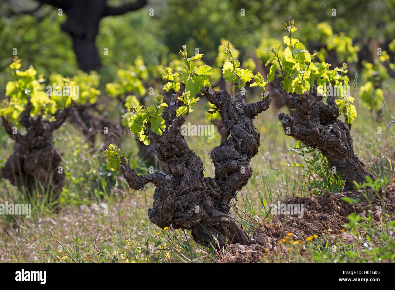Vigne raisin, vigne (Vitis vinifera), l'analyse des feuilles au printemps, France, Languedoc-Roussillon Banque D'Images