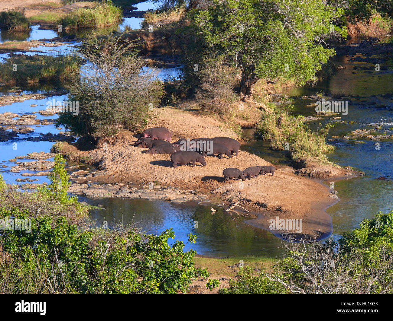 Hippopotame, hippopotame, hippopotame commun (Hippopotamus amphibius), des hippopotames sur un banc à l'Olifants River, Afrique du Sud, le Parc national Krueger Banque D'Images